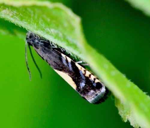Pammene trauniana